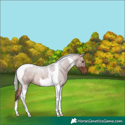 Horse Color:Silver Brown Roan Tobiano 