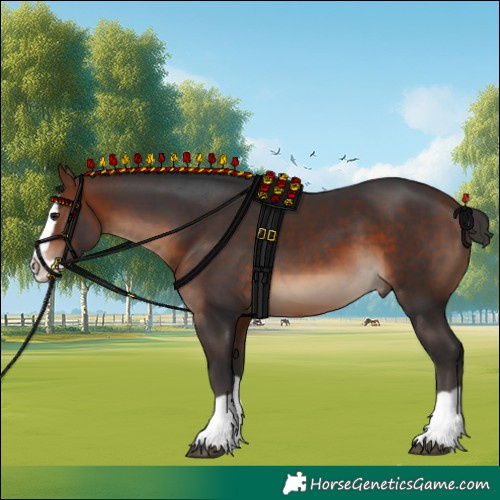 Horse Color:Bay Splash 
