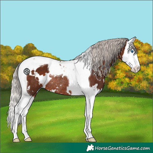 Horse Color:White Spotted Silver Brown Splash Tobiano Rabicano