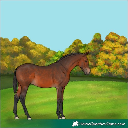 Horse Color:Brown 