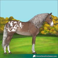 Horse Color:Silver Black Appaloosa Rabicano 