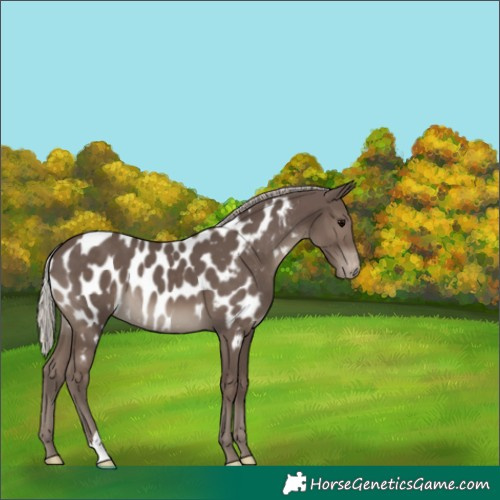 Horse Color:Silver Black Appaloosa 