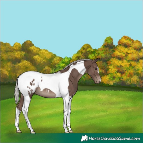 Horse Color:Silver Black Tobiano Appaloosa 