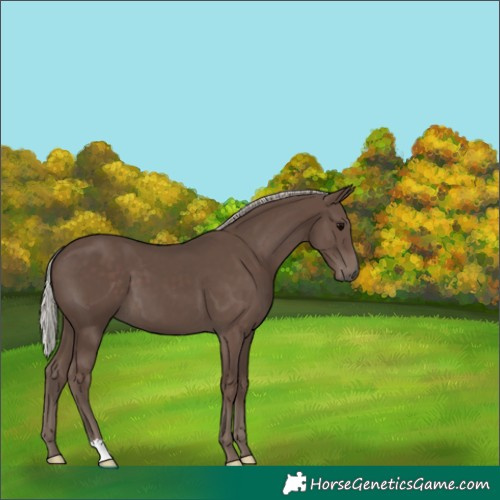 Horse Color:Silver Black 