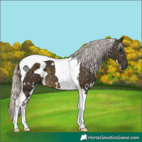 Horse Color:White Spotted Silver Buckskin Tobiano 