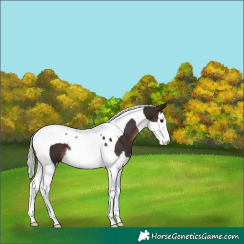 Horse Color:Silver Brown Splash Tobiano 
