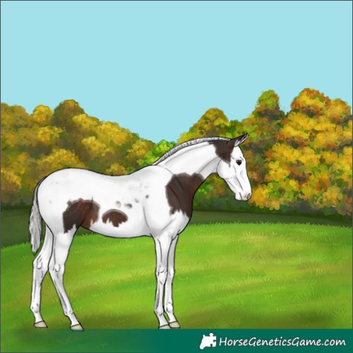 Horse Color:Silver Brown Splash Tobiano 