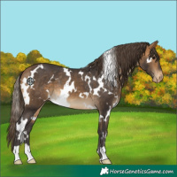 Horse Color:White Spotted Buckskin Varnish 