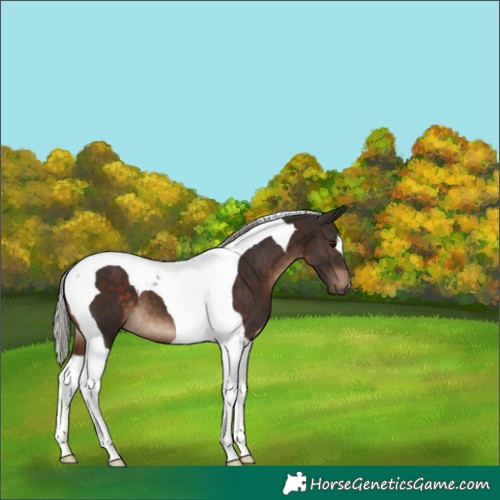 Horse Color:Silver Brown Tobiano 