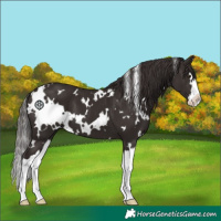 Horse Color:White Spotted Liver Chestnut Splash 