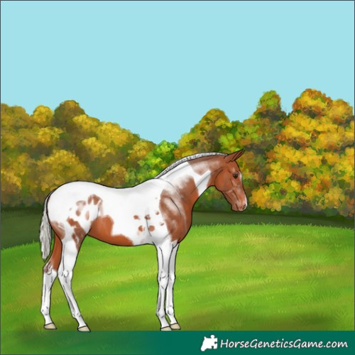 Horse Color:Silver Brown Tobiano Appaloosa 
