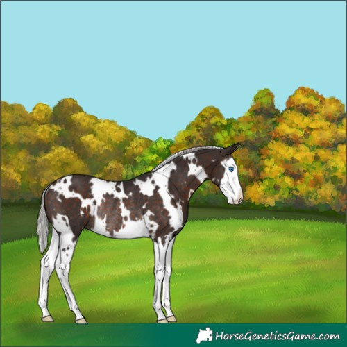 Horse Color:White Spotted Silver Brown Splash Rabicano 