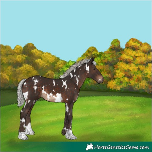 Horse Color:White Spotted Silver Brown 