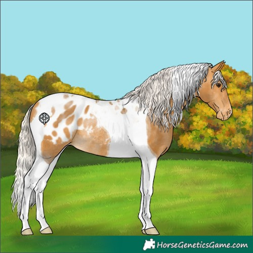 Horse Color:Silver Buckskin Tobiano Blanket Rabicano