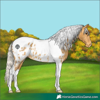 Horse Color:Silver Buckskin Tobiano Appaloosa
