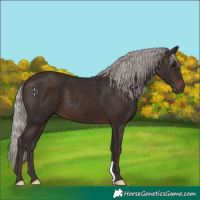 Horse Color:Silver Brown 