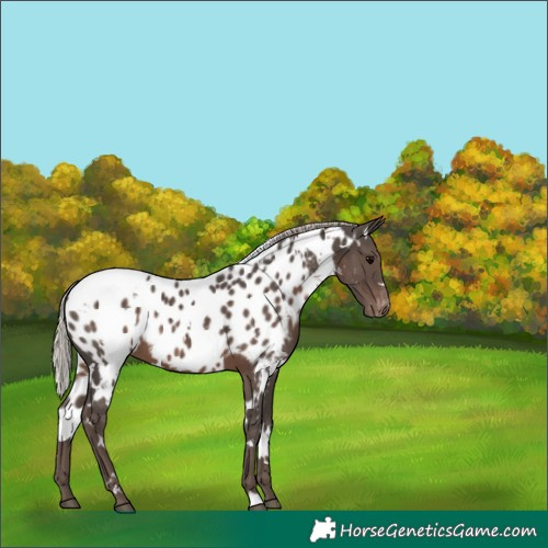Horse Color:White Spotted Silver Black Appaloosa 