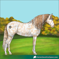 Horse Color:Buckskin Pearl Leopard 