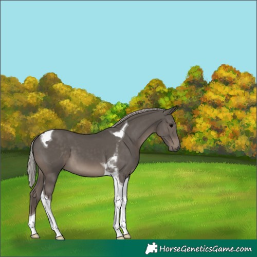 Horse Color:Silver Black Tobiano 