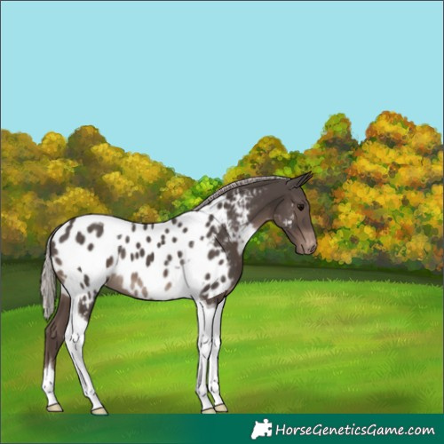 Horse Color:Silver Black Tobiano Appaloosa 