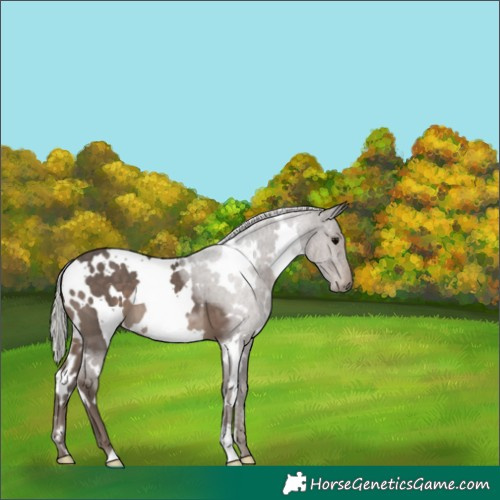 Horse Color:White Spotted Silver Black 