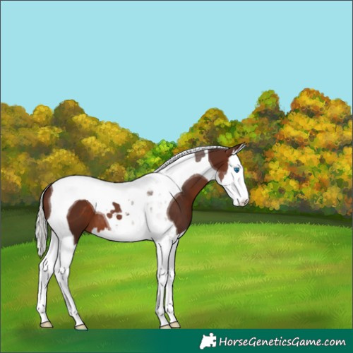 Horse Color:Silver Brown Splash Tobiano 
