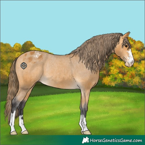 Horse Color:Buckskin Varnish Rabicano
