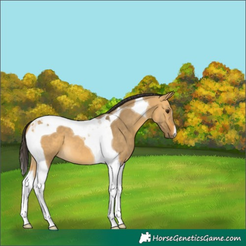 Horse Color:Buckskin Dun Tobiano 