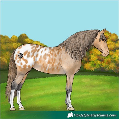 Horse Color:Buckskin Blanket