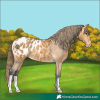 Horse Color:Buckskin Appaloosa