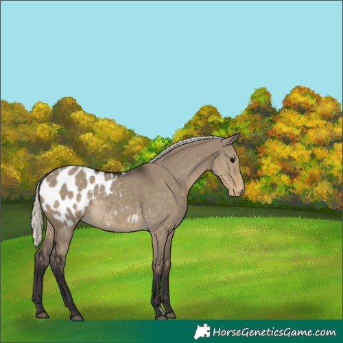 Horse Color:Silver Smoky Grullo Appaloosa 