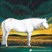 Horse Color:Chocolate Palomino Dun Appaloosa  and Chocolate Palomino Dun Appaloosa Rabicano 