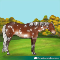 Horse Color:White Spotted Silver Brown 