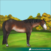 Horse Color:Brown Sabino