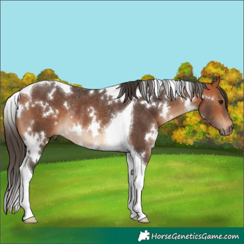 Horse Color:White Spotted Bay Tobiano Rabicano 