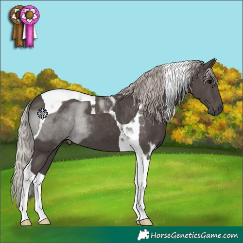Horse Color:Silver Black Tobiano 