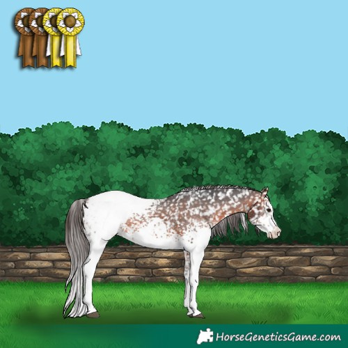 Horse Color:White Spotted Brown Appaloosa 