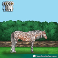 Horse Color:White Spotted Brown Snowflake Varnish