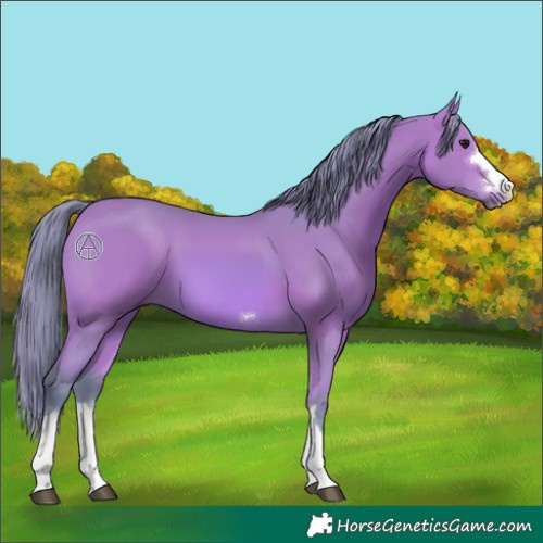 Horse Color:Watercolor Bay 