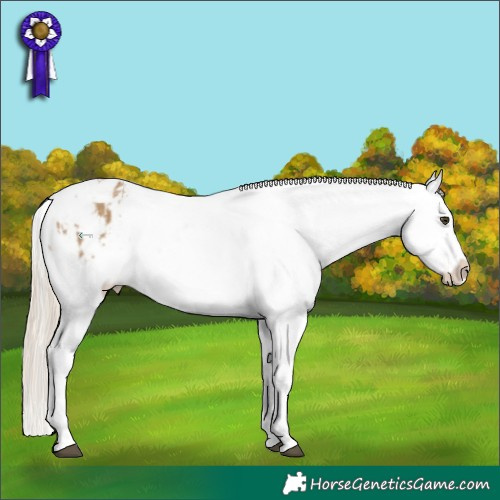 Horse Color:Chocolate Palomino Dun Snowflake Varnish and Chocolate Palomino Dun Snowflake Varnish