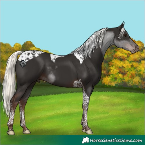 Horse Color:Liver Chestnut Mushroom Tobiano 