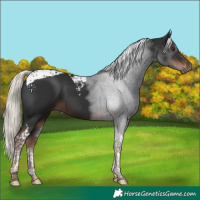 Horse Color:Liver Chestnut Mushroom Tobiano 