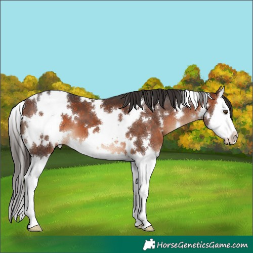 Horse Color:White Spotted Bay Sabino Splash