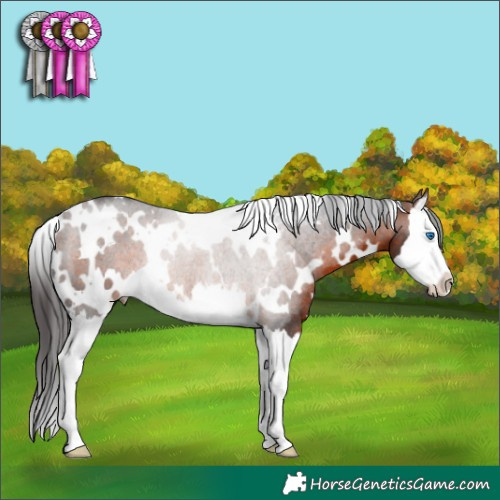 Horse Color:White Spotted Bay Splash Rabicano 