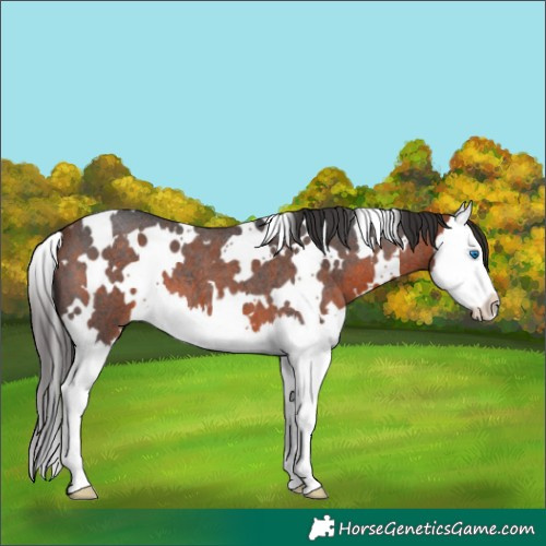 Horse Color:White Spotted Bay Roan Splash 