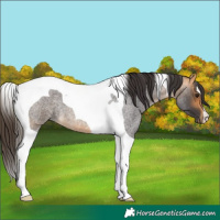Horse Color:Buckskin Roan Tobiano 