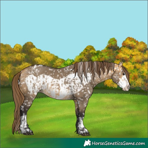 Horse Color:Buckskin Dun Blanket and Buckskin Dun Frame Blanket