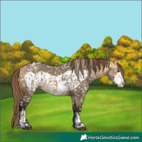 Horse Color:Buckskin Dun Blanket and Buckskin Dun Frame Blanket