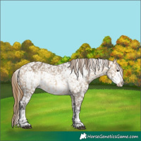 Horse Color:Buckskin Dun Appaloosa and Buckskin Dun Frame Appaloosa