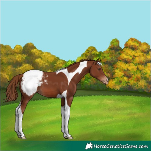 Horse Color:Chestnut Tobiano Appaloosa 